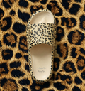 Leopard / 36/37